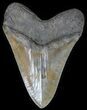 Huge, Megalodon Tooth - Serrated Blade #64772-2